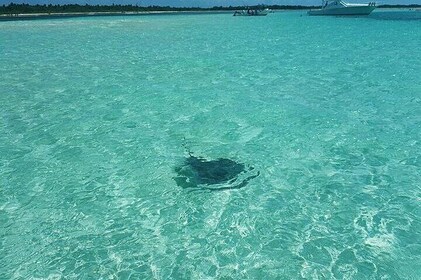 Private 6 Hrs 47 ft. Catamaran Snorkel & Cielo Charter (30p. max)