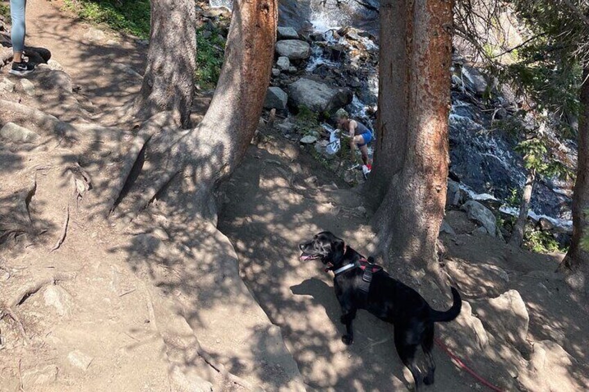 A cute black lab that joined my tour