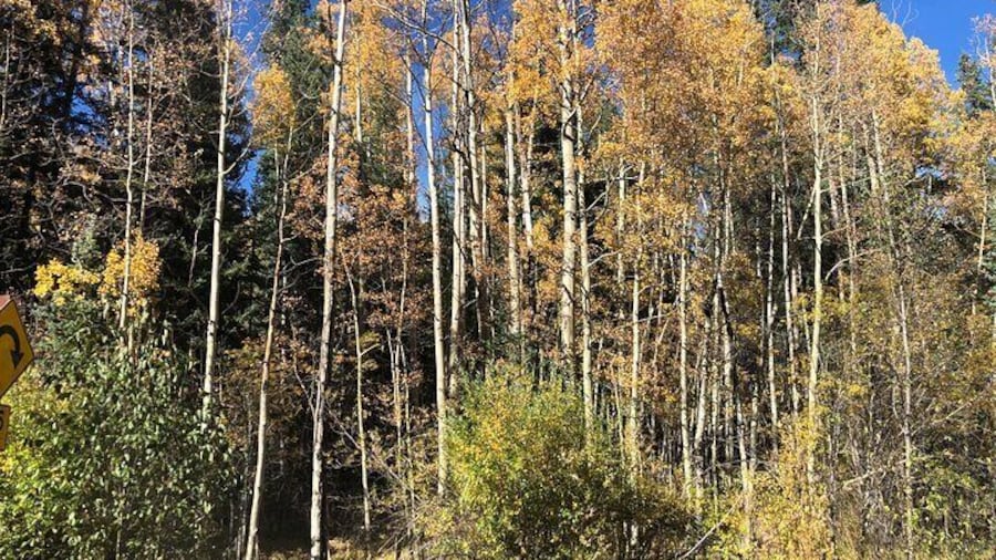 Aspen trees outside Idaho Springs