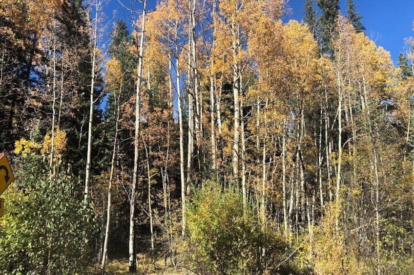 Aspen trees outside Idaho Springs