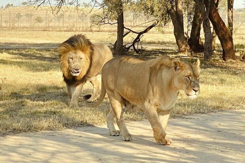 Lions at Pilanesberg National Park