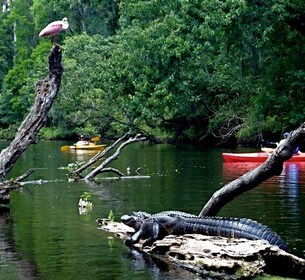 Orlando Alligator Experience: Tagesausflug von Orlando