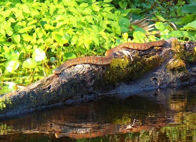 Experiencia con caimanes en Orlando: Excursión de un día desde Orlando