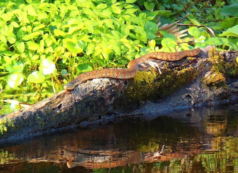 Picture 6 for Activity Orlando Alligator Experience: Day-Trip From Orlando