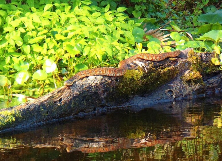 Picture 6 for Activity Orlando Alligator Experience: Day-Trip From Orlando