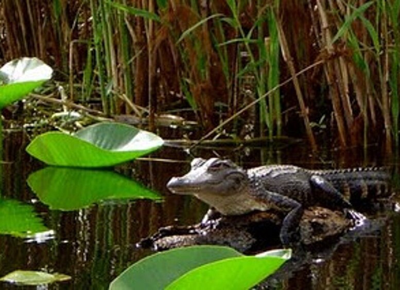 Picture 1 for Activity Orlando Alligator Experience: Day-Trip From Orlando