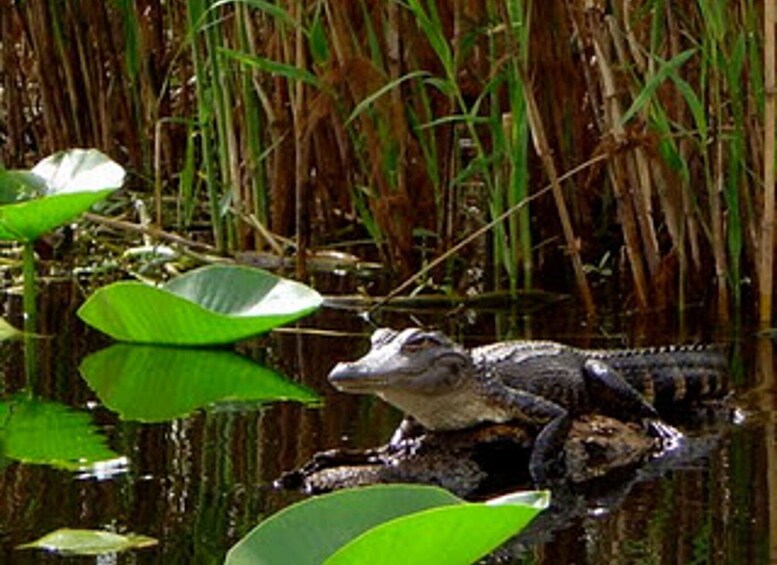 Picture 1 for Activity Orlando Alligator Experience: Day-Trip From Orlando