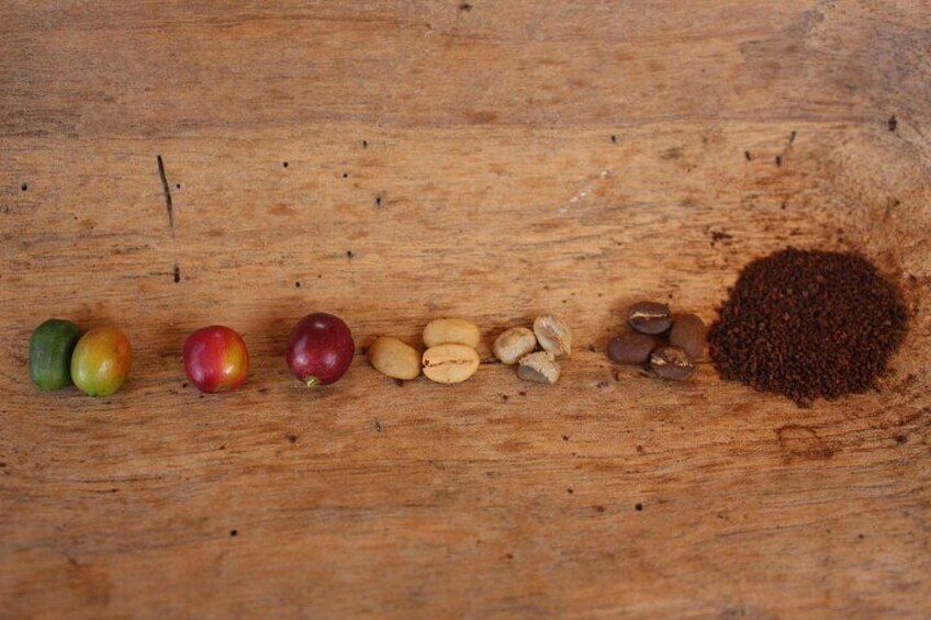 Coffee tour in Medellín with tastings and transportation