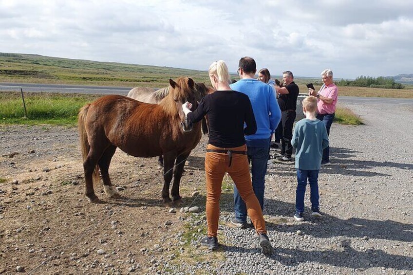 Horse petting