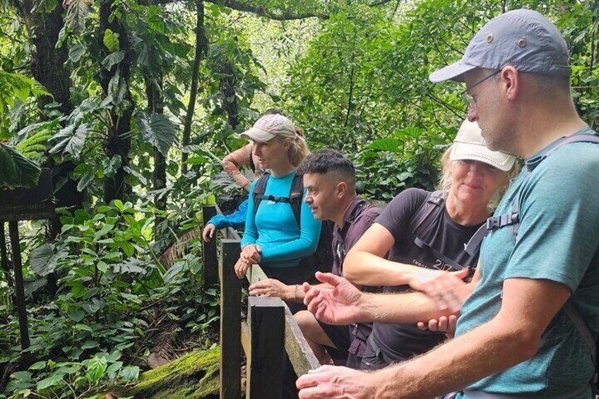 Rio Celeste guided hike - Tenorio Volcano - Full tour