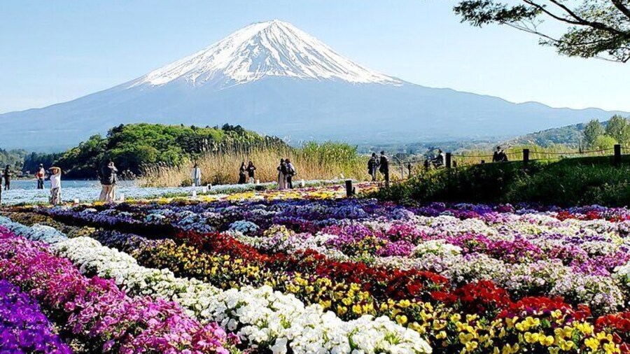 Guided Private Mt. Fuji and Hakone Tour GREEN NUMBER PLATES