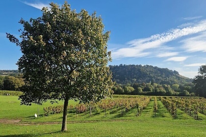 Scenic Vineyards, Villages, & Beauty Spots in Surrey near London