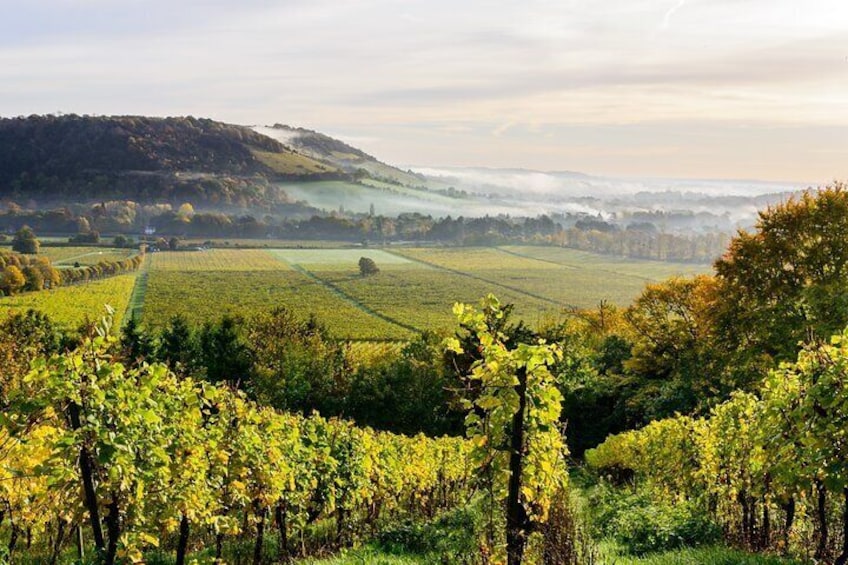 Scenic Vineyards, Villages, & Beauty Spots in Surrey near London