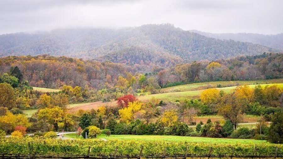 Full-Day Private Virginia Wine Tour Experience from Washington