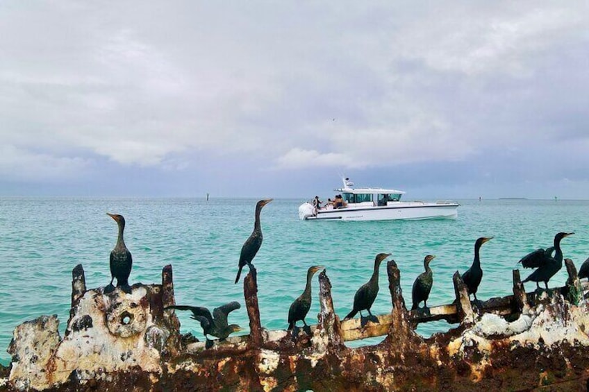 Half Day Luxury Boat Tour in Key West with Snorkeling 