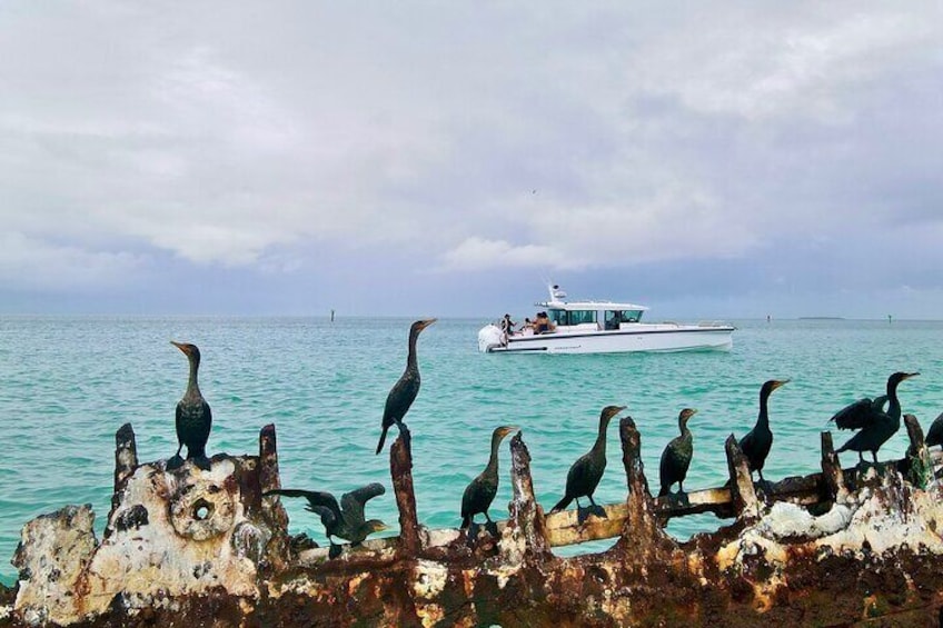 Half Day Luxury Boat Tour in Key West with Snorkeling