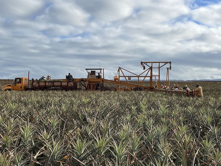 North Shore Dole Pineapple Farm Tour