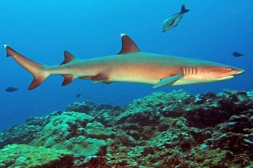 Scuba Diving trips for certified divers