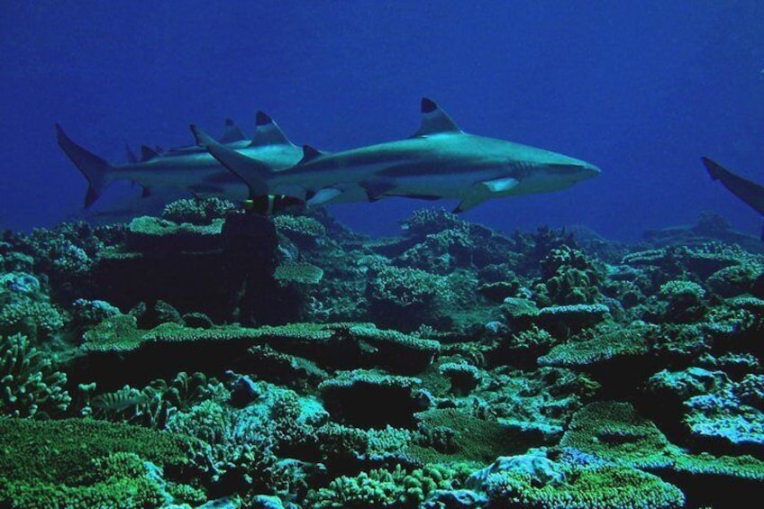 Scuba Diving trips for certified divers