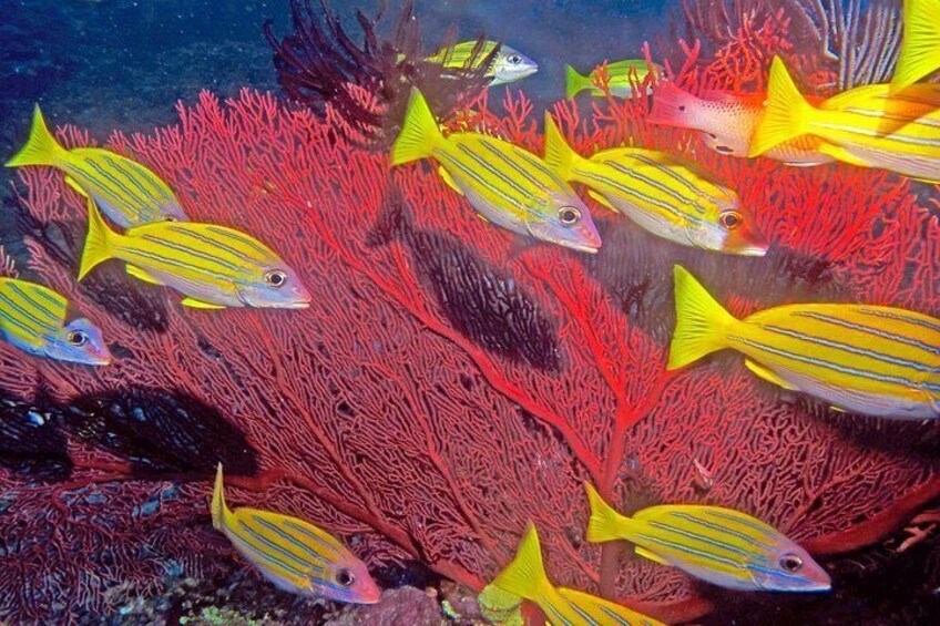 This is our underwater backyard - how lucky are we hey!