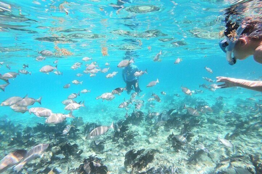 Half Day Private Tour to Islamorada Alligator Reef and Sandbar