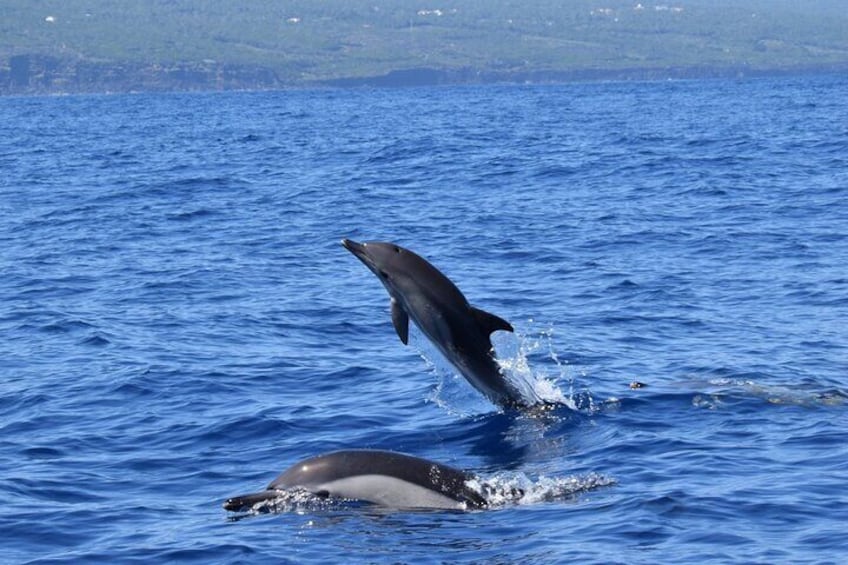 Common Dolphin mother & calf
