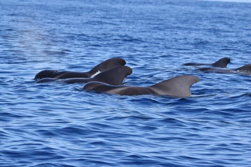 Guided activity in the Heart of Azores with whales and dolphins 