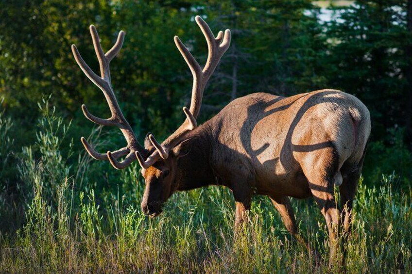 4 Days Private Tour to Banff and Jasper National Park