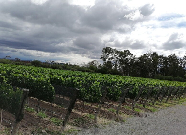 Picture 8 for Activity Querétaro: Haciendas, Vineyards, and Magical Towns Day Trip