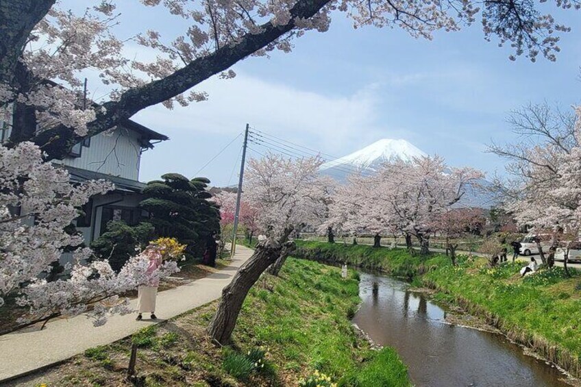 Oshino Hakkai
