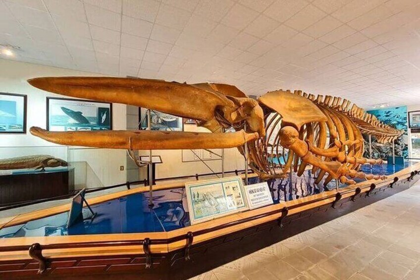 Giant Whale Skeleton