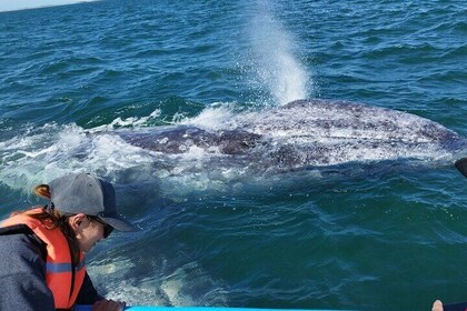 Full Day Grey Whale Watching Experience