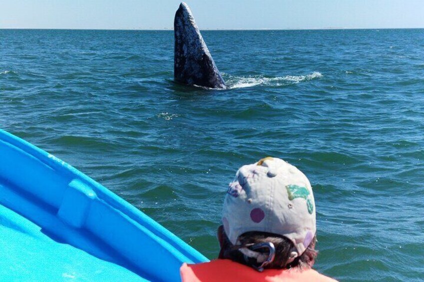 Full Day Gray Whale Watching Experience