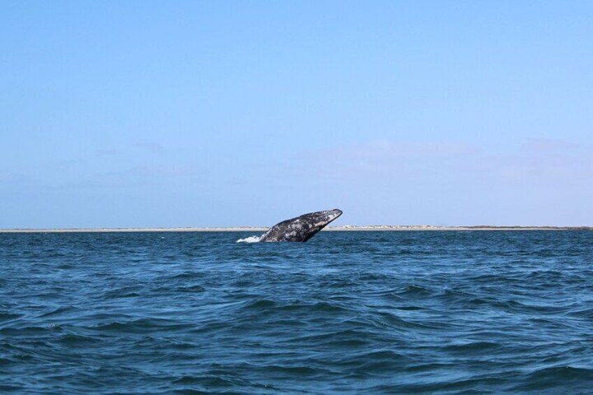 Full Day Gray Whale Watching Experience