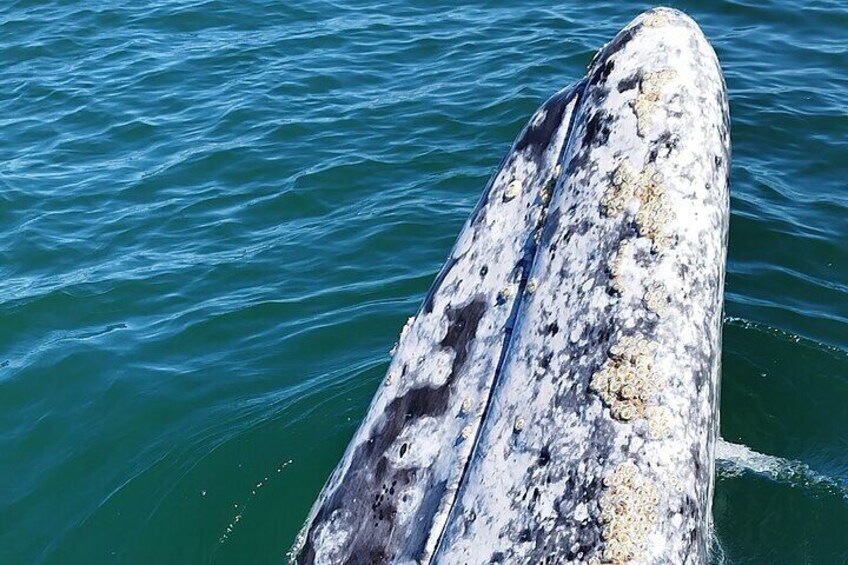 Full Day Gray Whale Watching Experience