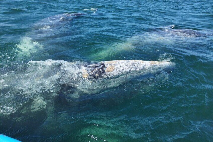 Full Day Gray Whale Watching Experience