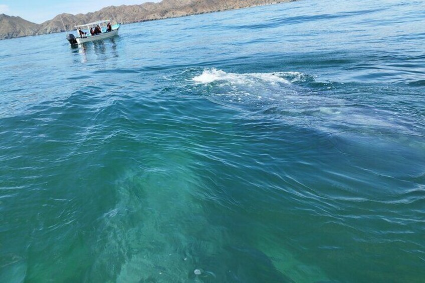 Full Day Gray Whale Watching Experience