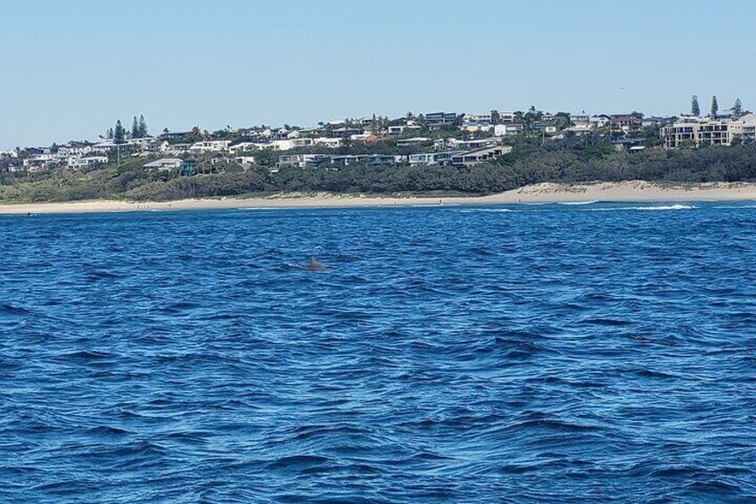 Sunshine beach