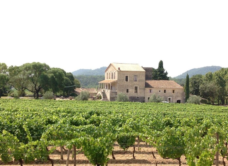 Picture 10 for Activity From Montpellier: Pic Saint-Loup Wine and Food Tour