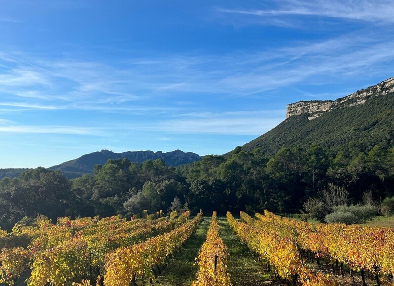 Picture 14 for Activity From Montpellier: Pic Saint-Loup Wine and Food Tour