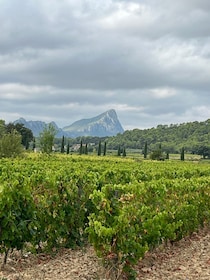 From Montpellier: Pic Saint-Loup Wine and Food Tour