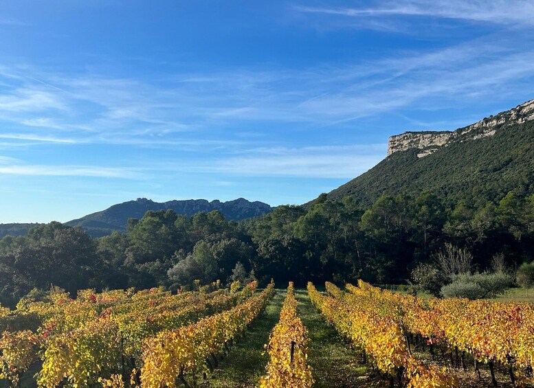 Picture 14 for Activity From Montpellier: Pic Saint-Loup Wine and Food Tour