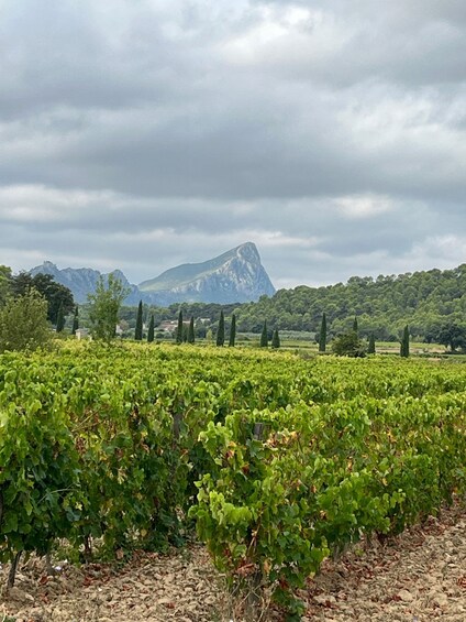 Picture 1 for Activity From Montpellier: Pic Saint-Loup Wine and Food Tour