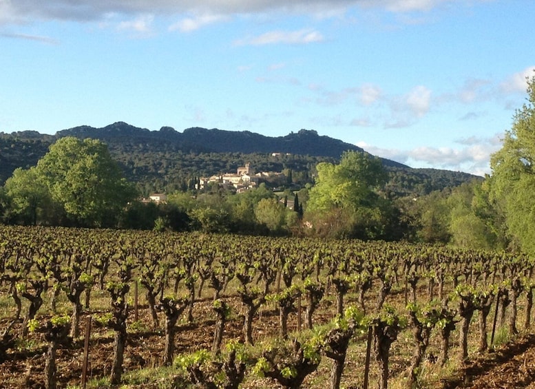 Picture 8 for Activity From Montpellier: Wine & Food Trip to Pic Saint-Loup