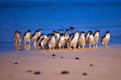 Philip Island express tour: penguin prd & wallaby spotting