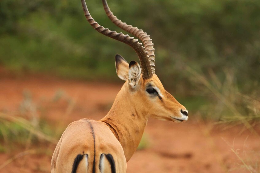 Picture 2 for Activity From Kigali: 1-Day Akagera National Park Safari