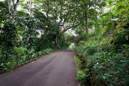 Private North Shore Oahu Tour ft. Waimea Falls-Personnalisable
