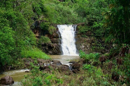 Personalised North Shore Tour Featuring Waimea Falls/Garden &More