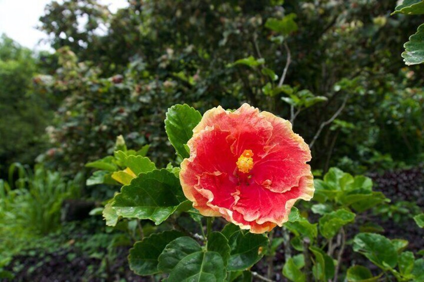 Private Tour North Shore Oahu Waimea Valley Waterfall/ group 1-6p