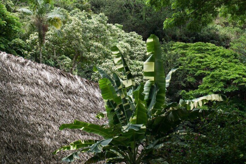 Private Tour North Shore Oahu Waimea Valley Waterfall/ group 1-6p